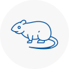 Rat Control Daventry